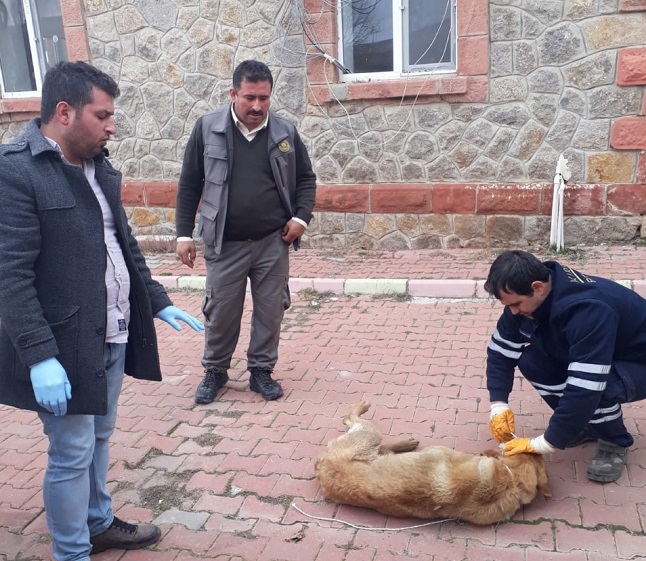 Kırıkkale Belediyesinden,  Yaralı köpeğe yardım 